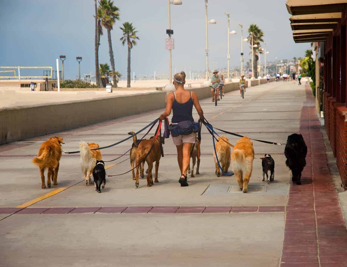 dogs out on leashes being socialized