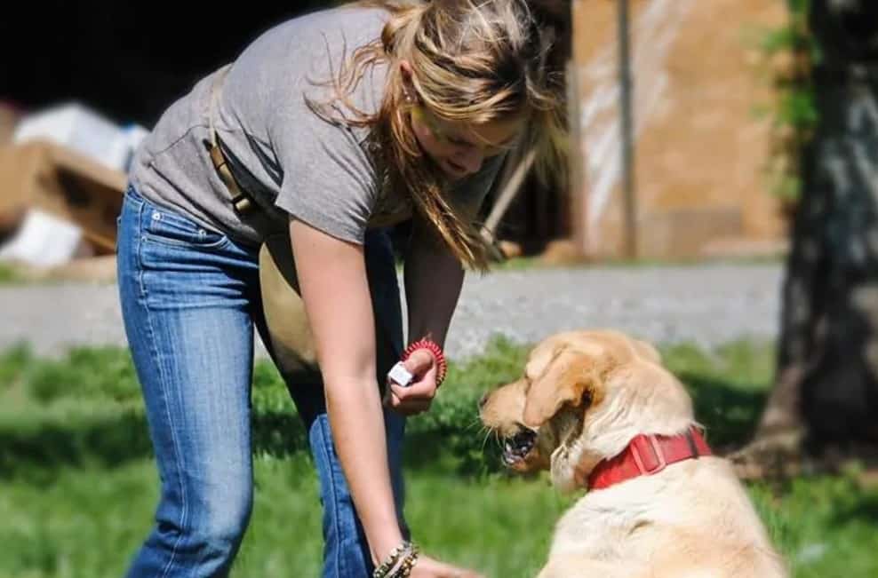 dog trainer working with dog