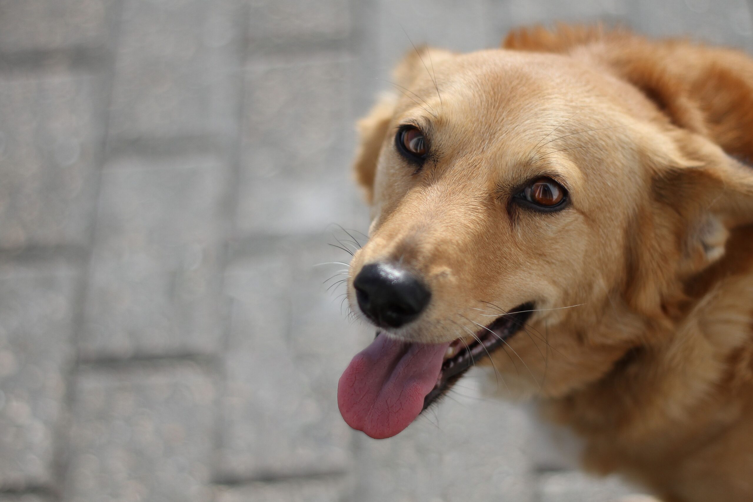 Read more about the article Why Digital Marketing Is A Secret Weapon For Your Dog Training Business